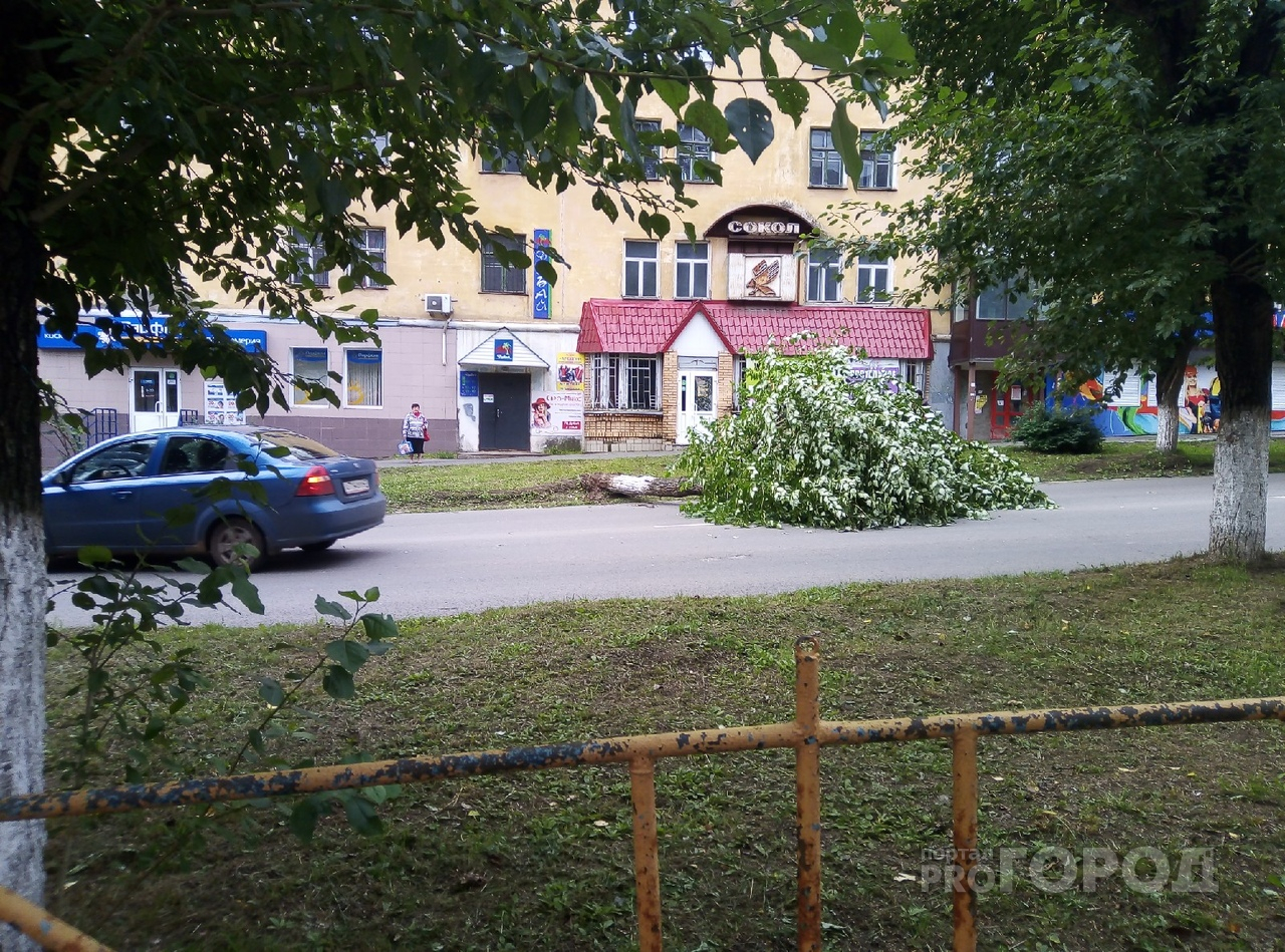 Фото дня: на проспекте Мира на дорогу упало дерево