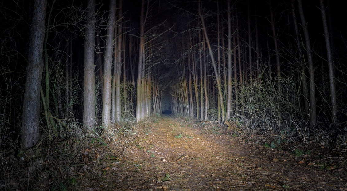 В Кирово-Чепецке нашли заблудившихся грибников в ночном лесу