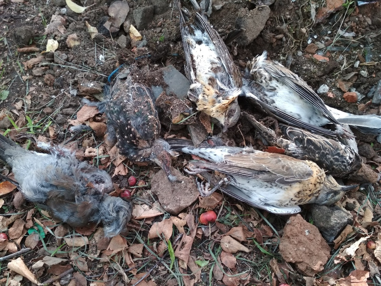 "По всей улице мертвые птицы": в Чепецке массово гибнут пернатые