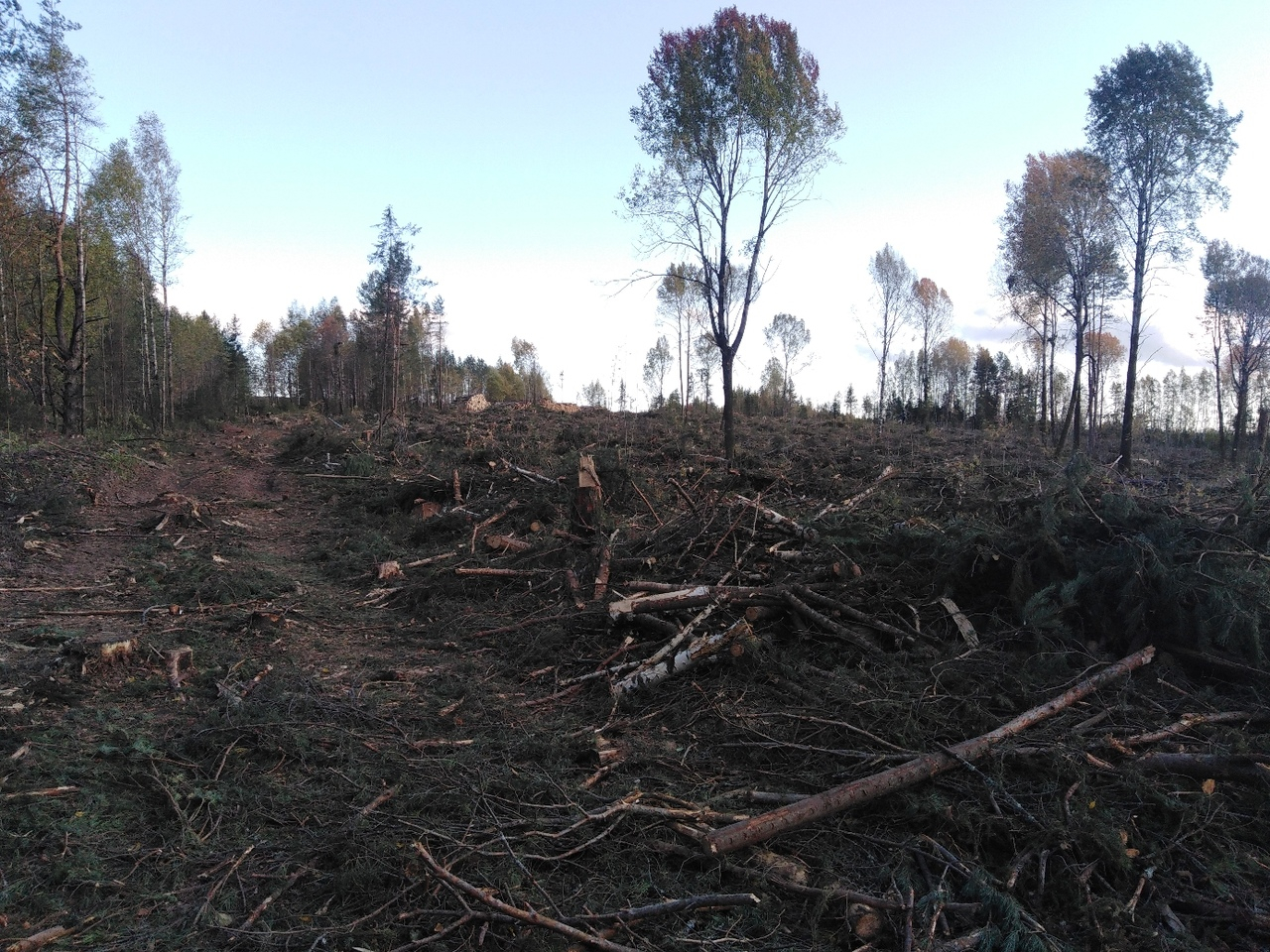 «До слез жаль вырубленный лес!»: жители Чепецкого района об исчезнувших деревьях