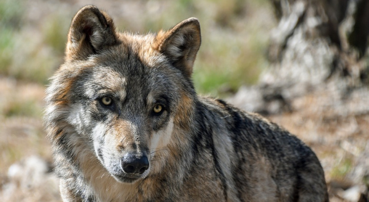 Охотник рассказал, почему волки в Кировской области выходят к людям