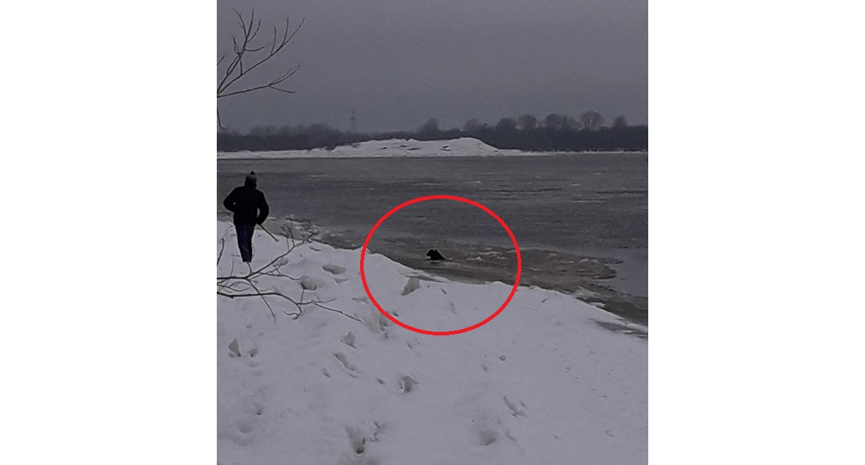 «Дети хотели прыгать в ледяную воду за собакой»: очевидцы о спасении пса из реки