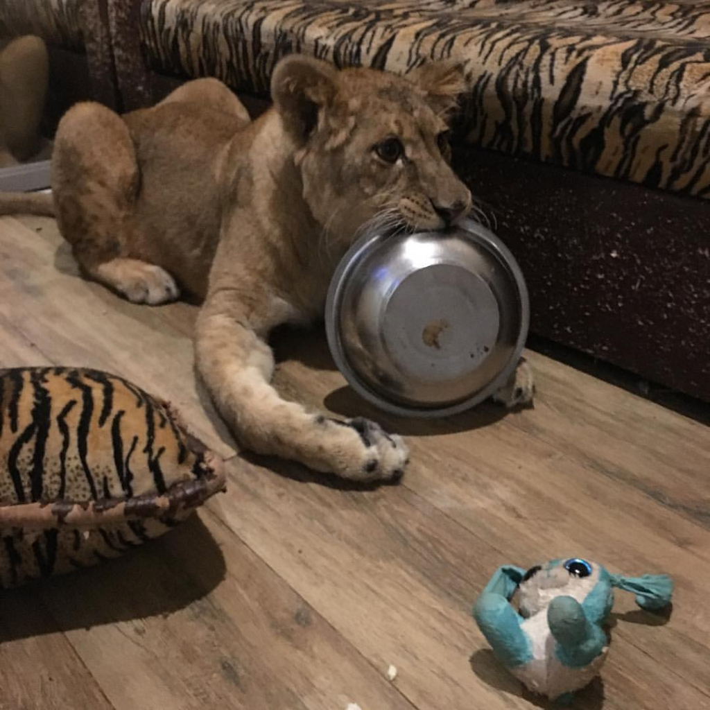"Кира весит 150 килограммов": у жителя Кстинино дома живет львица