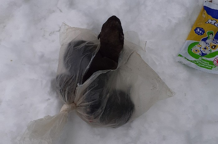 В Кировской области неизвестные оставили в мусорном баке пакет с живыми щенками