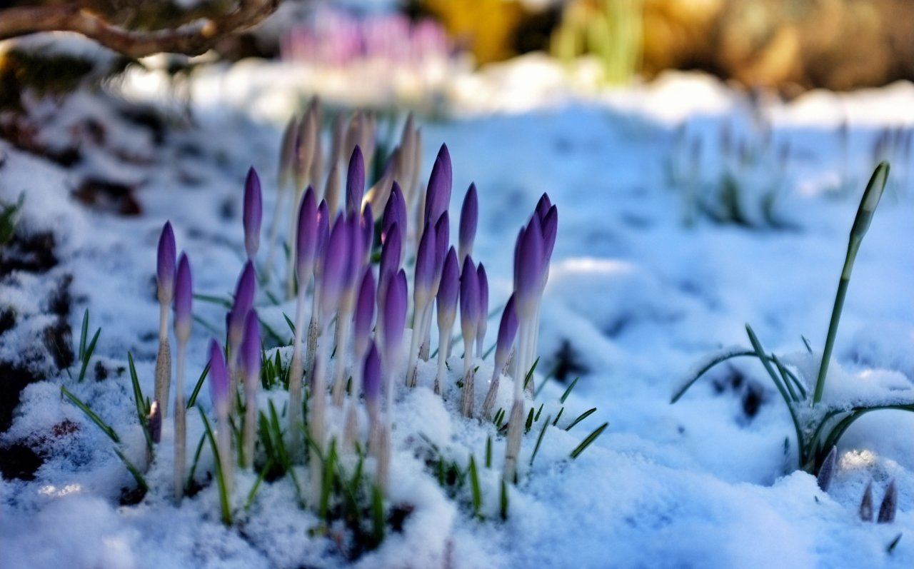 Синоптики прогнозируют раннюю весну в центральной России