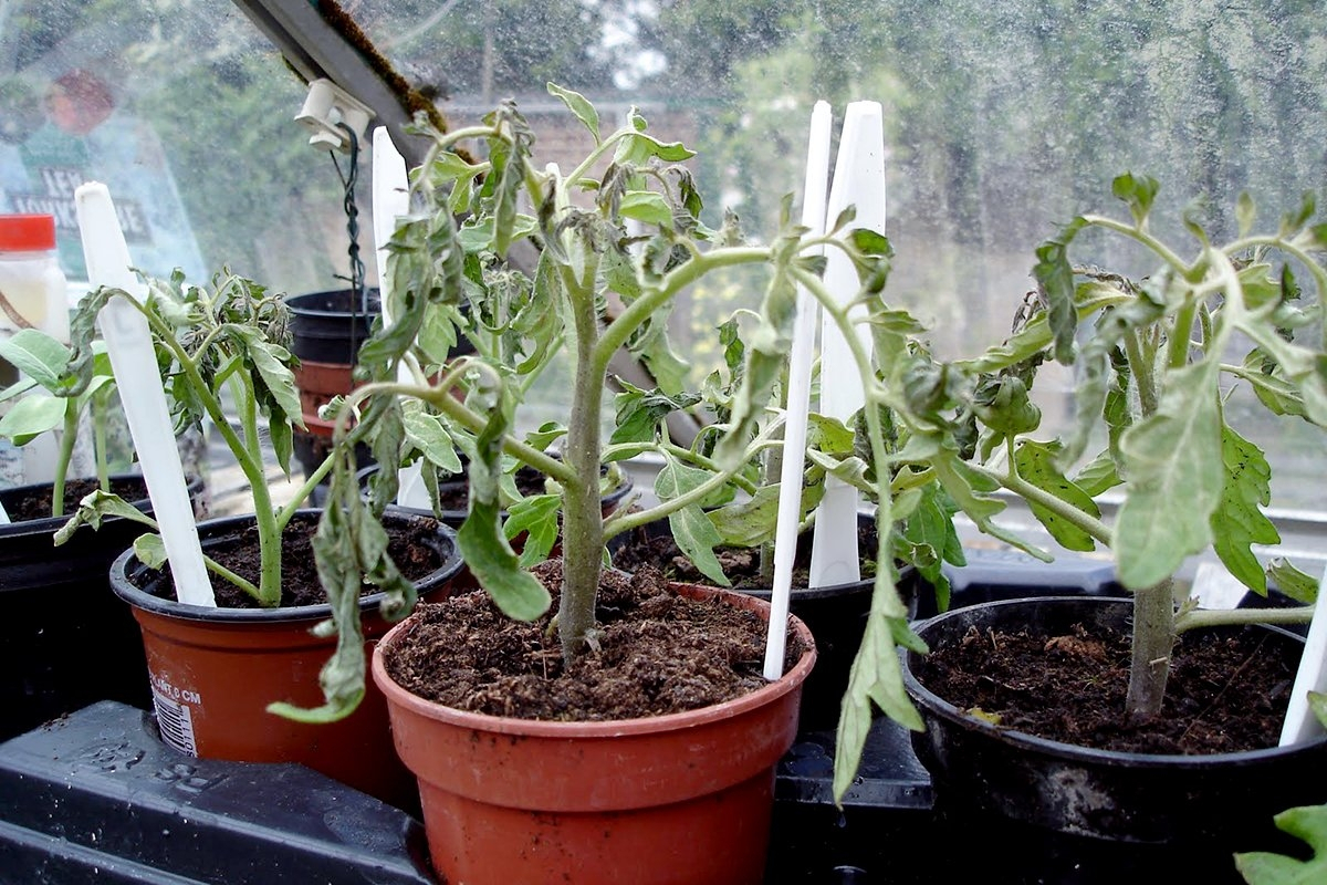 Снова холодное лето без солнца: как сохранить урожай томатов и перцев?