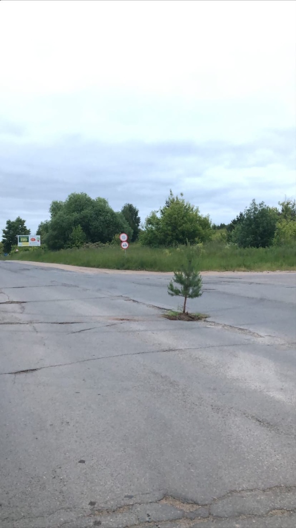Фото дня: в Кирово-Чепецке посередине дороги появилась елка