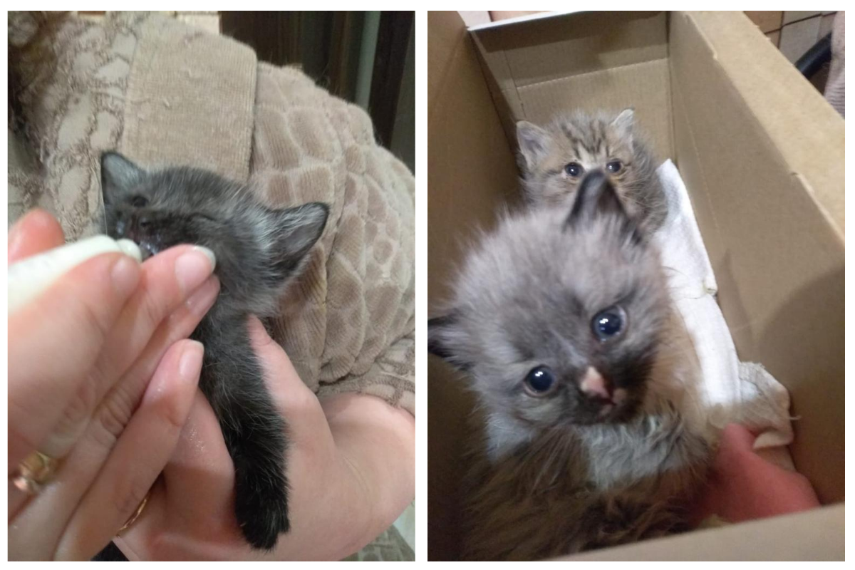 “Дома было разом 12 маленьких котят”: волонтер о бездомных животных в Кирово-Чепецке