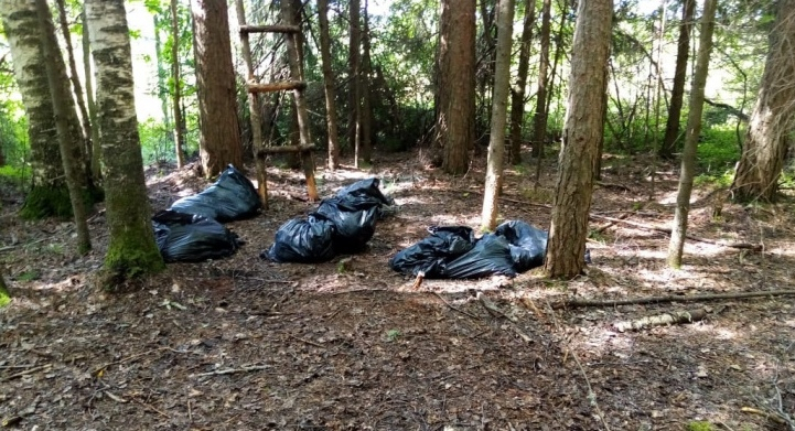 Известны результаты проверки прокуратуры после сообщений о трупах животных в чепецком лесу