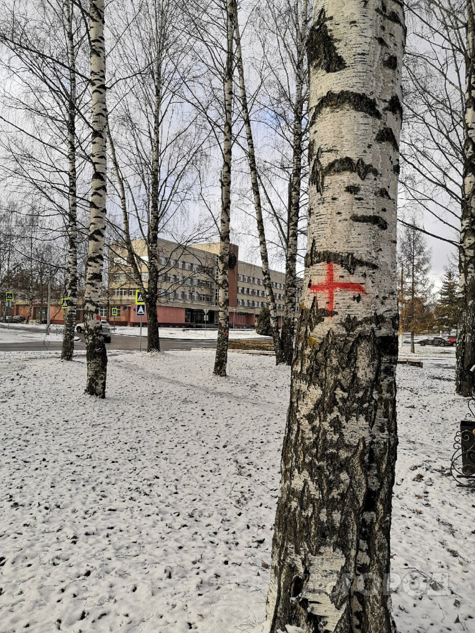 В Кирово-Чепецке на улице Первомайской на деревьях появились красные кресты