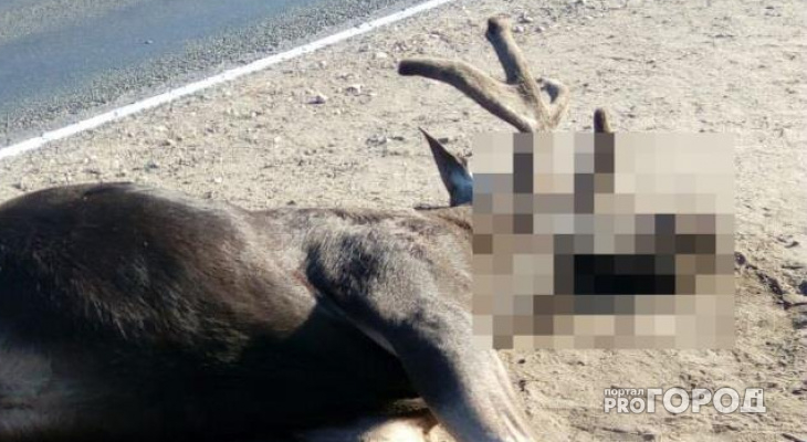 Штраф до 1 млн либо лишение свободы: в Чепецке ищут охотника, убившего двух лосей