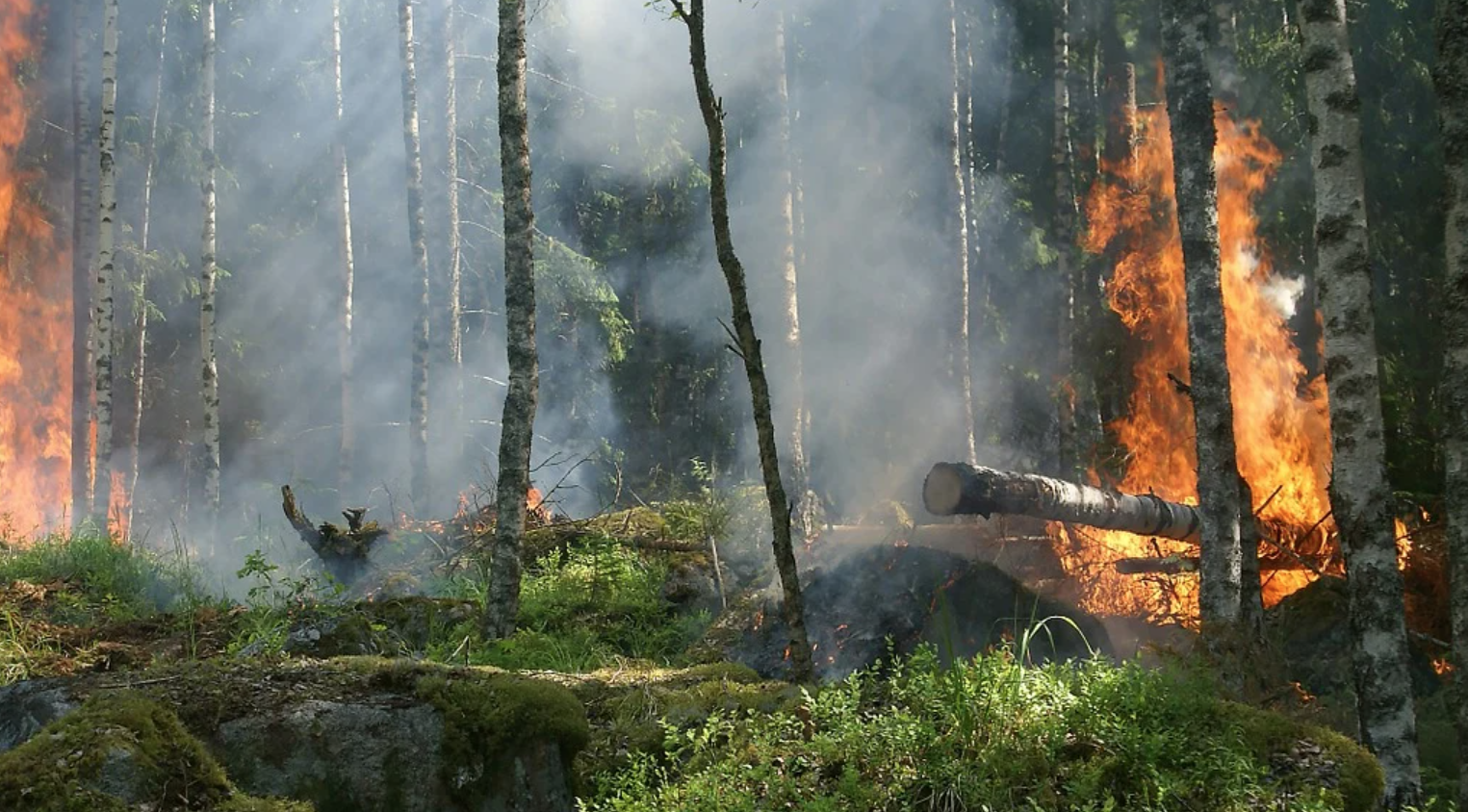 Из-за грозы в Кировской области сгорел гектар леса