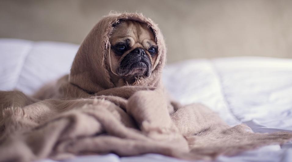 Тельцы погрязнут в рутине, а Козероги получат подарок: гороскоп на среду для всех знаков