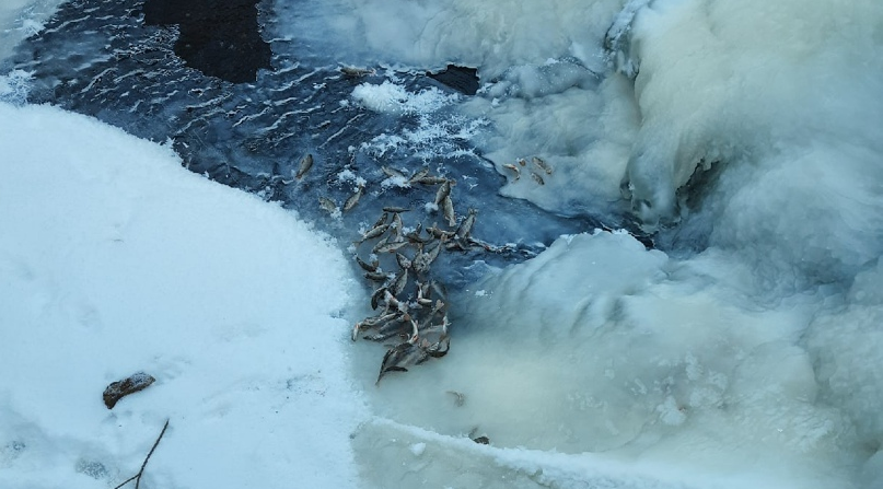 В водоемах в Чепецком районе погибла рыба