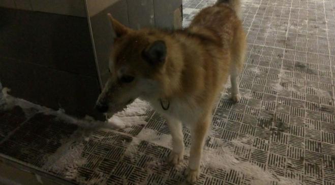 В Кирово-Чепецке не проводится отлов бродячих собак