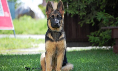 Кировчанин: «Моя собака стала жертвой догхантеров»