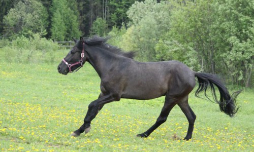 В Кирово-Чепецком районе пройдет фестиваль лошадей вятской породы
