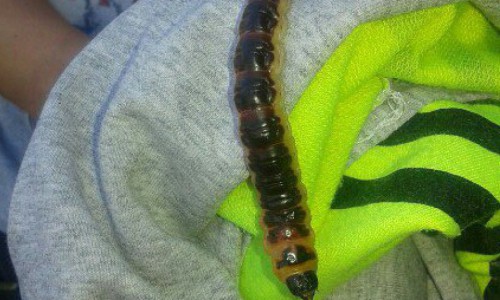 Жительница Кировской области нашла огромную гусеницу