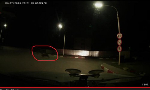 В Кирово-Чепецке на автозаправке бегал кабан