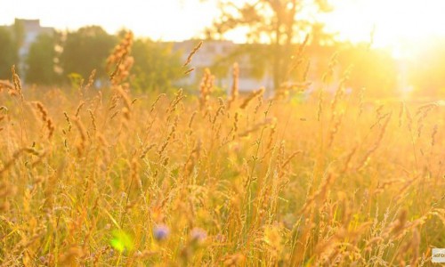 Каким будет август в Кирово-Чепецке?