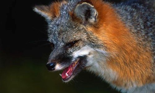 Шесть жителей области пострадали от укусов диких животных