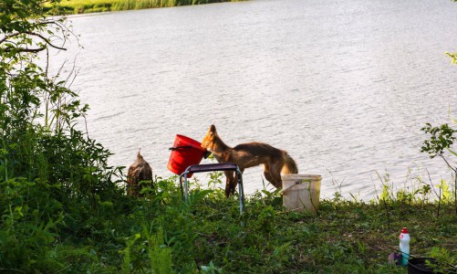 Осторожно! В Кирово-Чепецком районе у лисы обнаружили бешенство