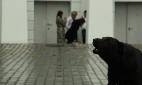 В Кировской области собака на цепи покусала ребенка