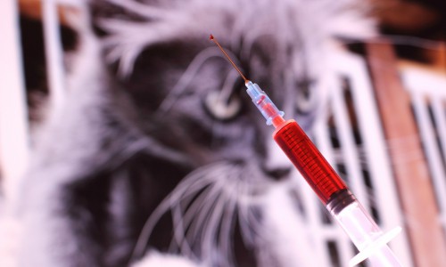 В Кирово-Чепецке бешенная кошка укусила ребенка