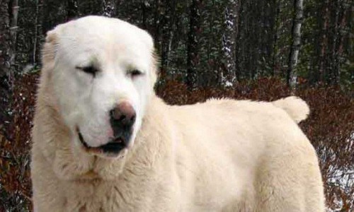 В Кирово-Чепецком районе собака покусала лицо 5-летней девочки: виновные избегают ответственности