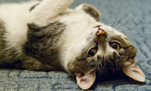 В Кировской области осудили мужчину за убийство кота на глазах у ребенка