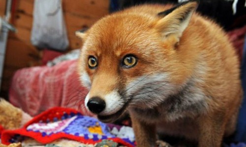 В Кирово-Чепецком районе зафиксирован очередной случай бешенства