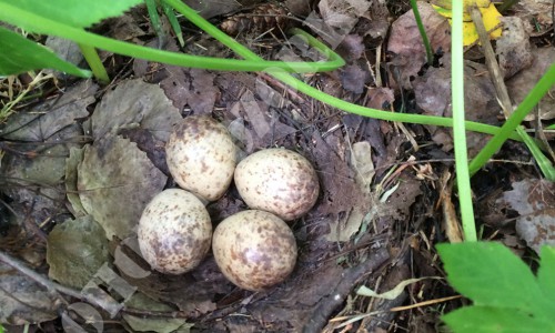 В Кирово-Чепецке было замечено редкое явление из жизни птиц