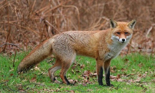 В Кировской области открывается сезон охоты на пушных зверей