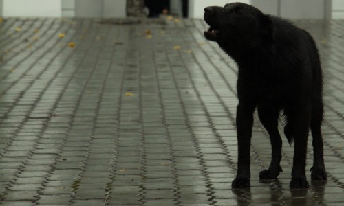 В Чепецке начали отлов бродячих псов