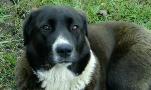 В Кирово-Чепецком районе хозяин оставил собаку умирать на улице