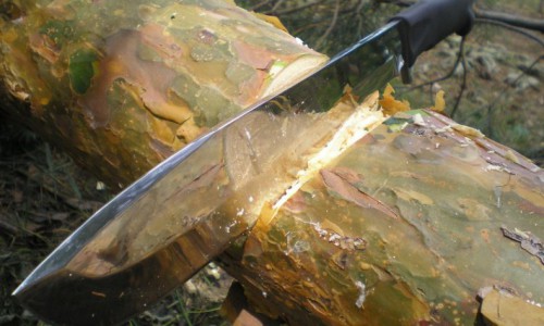 В Перекопе черные лесорубы свалили 38 деревьев