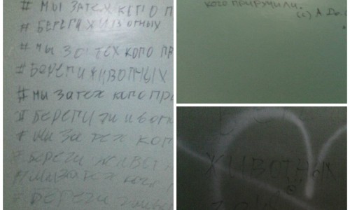В Кирово-Чепецке хулиганы исписали 9 этажей подъезда надписями в защиту животных