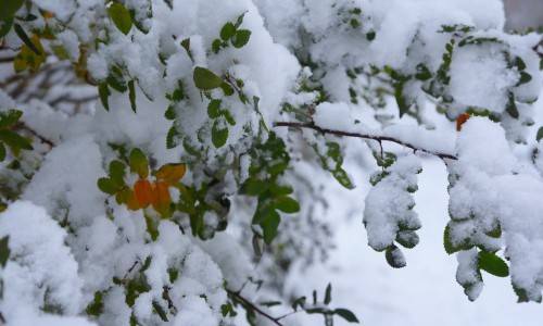 Погода в Кирово-Чепецке: на предстоящей неделе похолодает и будет идти снег