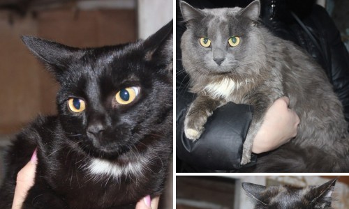 Жительница Кирово-Чепецка выкинула на улицу шесть кошек