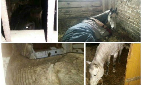 Чепчане могут помочь истощенным лошадям, которых нашли на кировской конюшне
