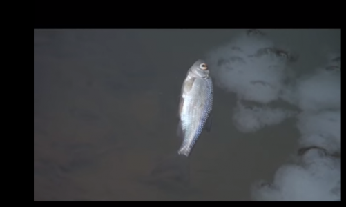 В одной из рек Кировской области массово погибла рыба