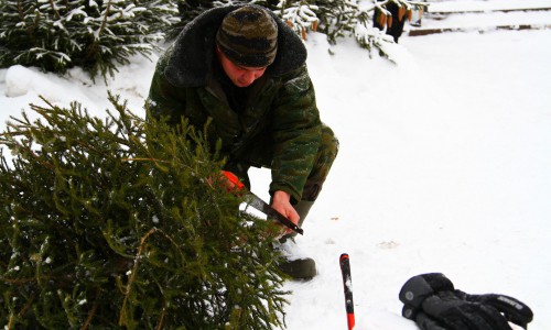 Чепчане заплатят за незаконно срубленную ель до 9 тысяч рублей