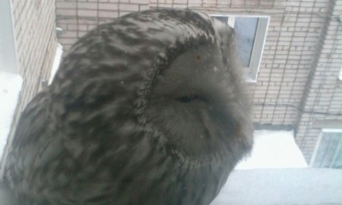 В Кирово-Чепецк на улицу Революции прилетела сова