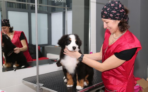 Грумер: «Хозяева заказывают для питомцев блеск-тату и модный маникюр»