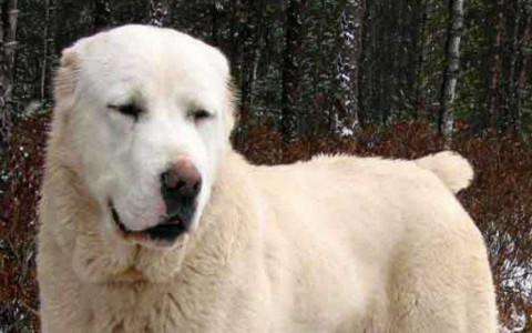 Хозяева собаки, которая покусала лицо 6-летней чепчанки, заплатят крупный штраф