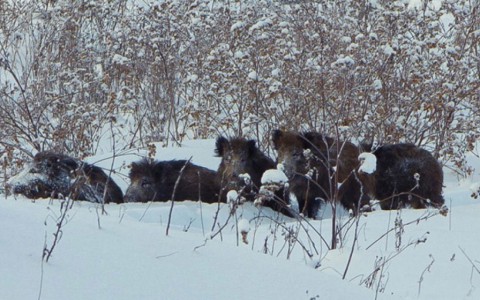 В Кирове браконьеры зверски убили целую семью кабанов