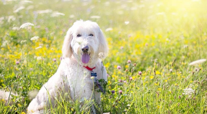 Львов родные окружат любовью, а Раки услышат тайное признание: гороскоп на неделю