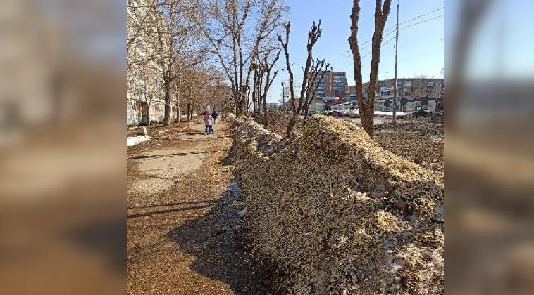 «Сэкономили на вывозе?»: чепчане жалуются на кучи опила на пешеходной дорожке