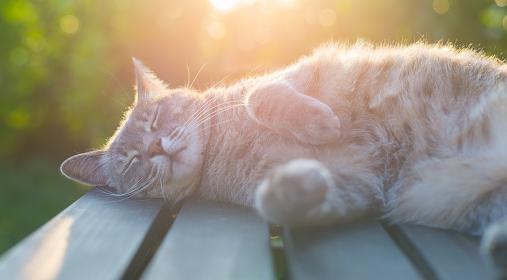 Весы сменят привычную обстановку, а Козероги загорятся новой идеей: гороскоп на среду