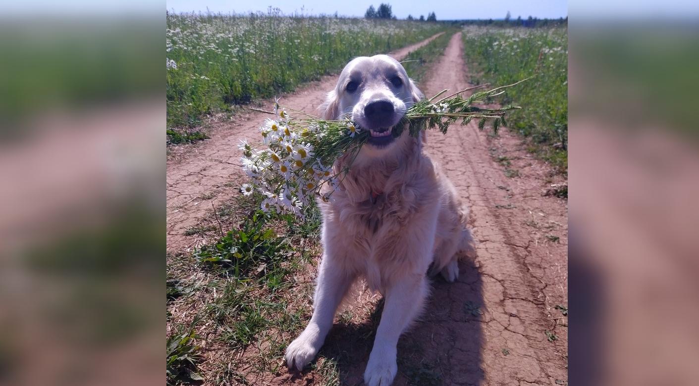 Что обсуждают в Кирово-Чепецке: собаку-звезду TikTok и трагедию на железнодорожных путях